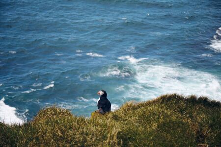 Puffin on the rocks at latrabjarg, the westernmost point in Iceland, on a sunny day. Blue, wavy ocean in the background.の写真素材