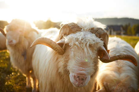 Sheep grazing in a beautiful landscape. Summer sunset warm lightの写真素材