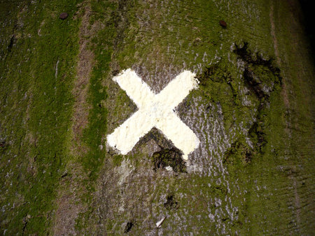X on tree barkの写真素材