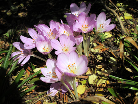 Autumn Crocusの写真素材