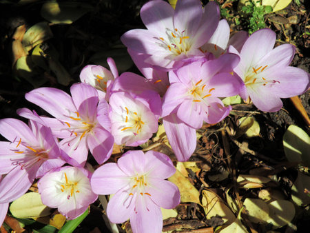 Flowering meadow saffronの写真素材