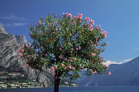 Oleander tree at the Lake of Garda, Italy