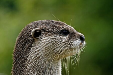 Asian Otter, Oriental Small-clawed Otterの写真素材