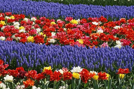Tulip flower bed with Hyacinths (Muscari)の写真素材