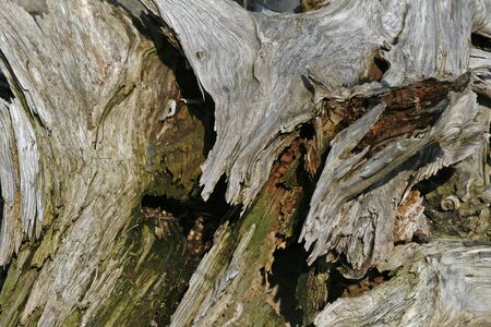 tree stump, wood structure