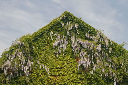 House detail with Chinese Wisteria and wild wine, Bad Iburg, Lower Saxony, Germanyの写真素材