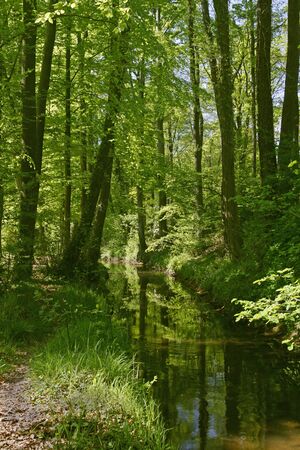 Little brook in Georgsmarienhuette, Lower Saxony, Germany