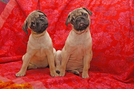 Young 10 weeks old pugsの写真素材