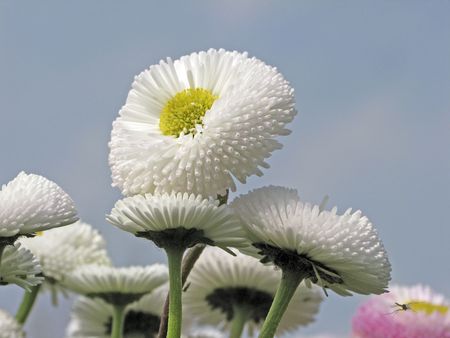 Common Daisy, Lawn Daisy (Bellis perennis)の写真素材