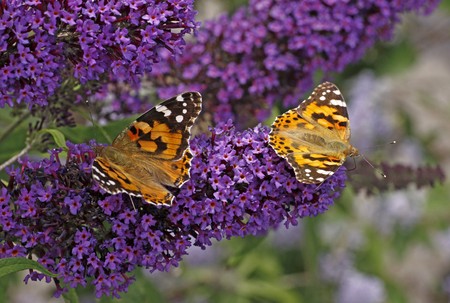 Painted Lady butterfly on Buddleja davidii, Purple Emperor, Pyrkeepの写真素材