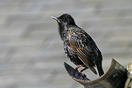 Star, Sturnus vulgaris, Starlingの写真素材