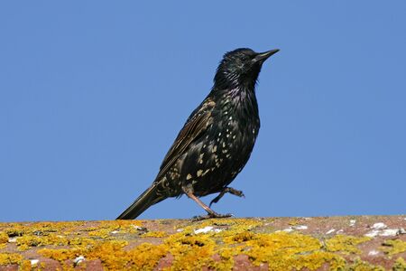 Star, Sturnus vulgaris, Starlingの写真素材