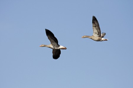 Wild gooses at the Duemmer lake, Lower Saxony, Germany, Europeの写真素材