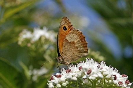 Satyridae, brown, Orange, butterfly, butterflies, Maniola jurtina, Ochsenauge, Kuhauge, Meadow Brown, Extreme closeup, Macro, closeup, insect, Upper side, Upside, butterfly, Underside, jurtina, Maniolaの写真素材
