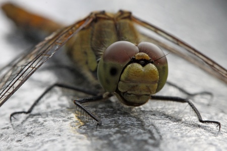 Sympetrum dragonfly stting on a fence in Germanyの写真素材
