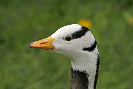 Bar-headed Goose, Anser indicus, also Indian Gooseの写真素材