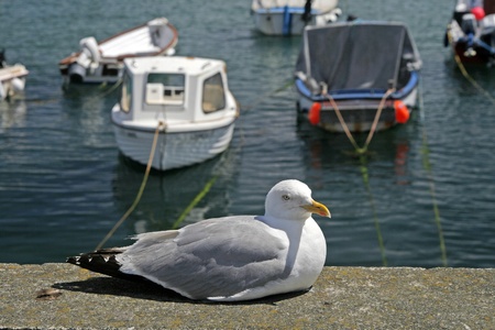 Larus argentatus, Herring Gull, Cornwall, England, UKの写真素材