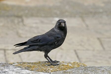 Corvus monedula, Jackdrawの写真素材