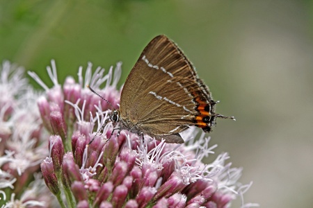 White-letter hairstreak butterfly (Satyrium w-album) on a Hemp-agrimony flower in Italy, Europeの写真素材