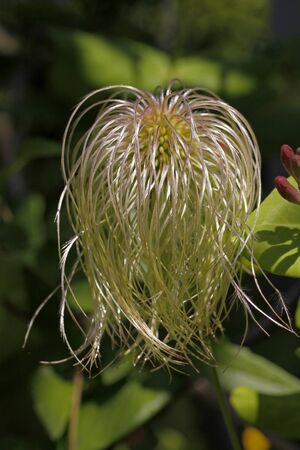 Clematis-Hybrid