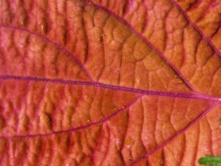 Painted Nettle, leaf of a red Coleus-Hybrid