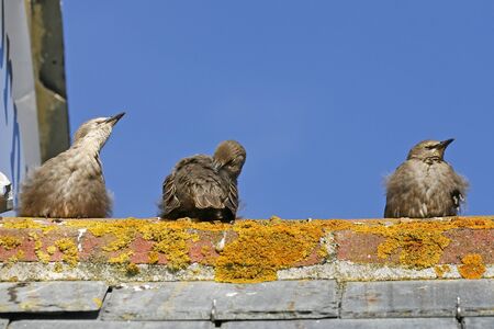 Three Starlings on a roof, Cornwall, England (Star, Sturnus vulgaris)