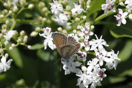 Polyommatus butterfly sitting on a dwarf elder blossom in Italy, Europe