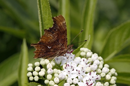 Comma butterfly, rare animal species from Europe (Nymphalis c-album, Polygonia c-album), C-Falter