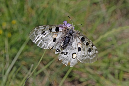 Mountain Apollo butterfly )Parnassius apollo) at the Monte Baldo, Lake Garda, Italyの写真素材