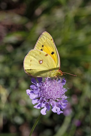 Colias australis, Colias alfacariensis, Bergers clouded yellow butterfly on Scabious bloom in Italy, Europeの写真素材