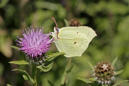 Common Brimstone (Gonepteryx rhamni) on a Knapweed in Germany, Europeの写真素材