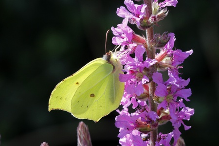 Common Brimstone (Gonepteryx rhamni) on Purple loosestrife (Lythrum salicaria) from Germany, Europeの写真素材