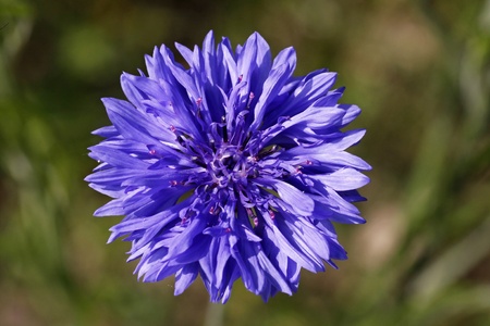 Cornflower (Centaurea cyanus) Hurtsickle, Bluebottle in spring, Germany, Europe