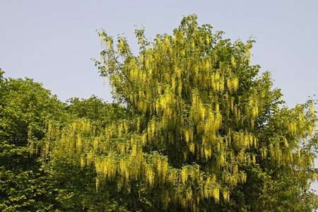 Laburnum alpinum, Alpine laburnum tree, Golden Chain, Golden shower tree in spring, Germany, Europeの写真素材