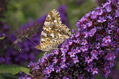 Painted Lady butterfly (Vanessa atalanta) on Buddleja davidii, Summer lilac,Purple Emperor in Italy, Europeの写真素材