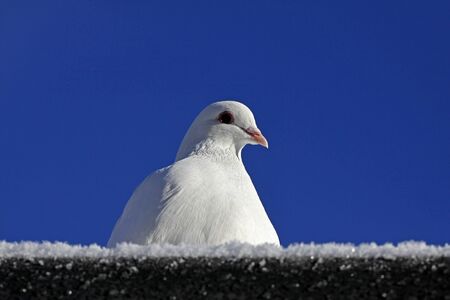 Indian Dove, a centuries-old asian raceの写真素材