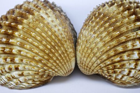 Acanthocardia tuberculata - Cockle shell
