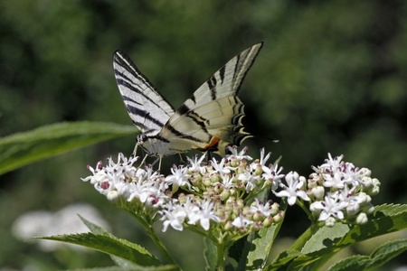 Scarce Swallowtail butterfly in summer, Iphiclides podalirius sitting on a dwarf elder bush (Sambuculus ebulus) in Italy, Europeの写真素材