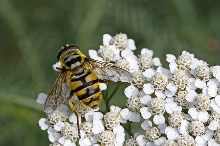Myathropa florea, Syrphid fly on Yarrow bloom (Achillea) in Germany, Europe