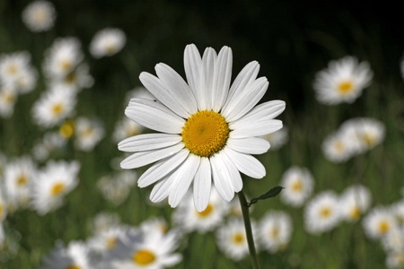 Leucanthemum vulgare - Oxeye daisy on a meadow in spring in Germany, Europeの写真素材