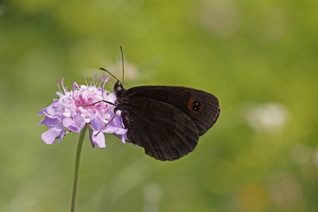 Erebia, Brown butterfly, Ringlet on Scabious bloom, Monte Baldo, Italy Erebia, Mohrenfalter