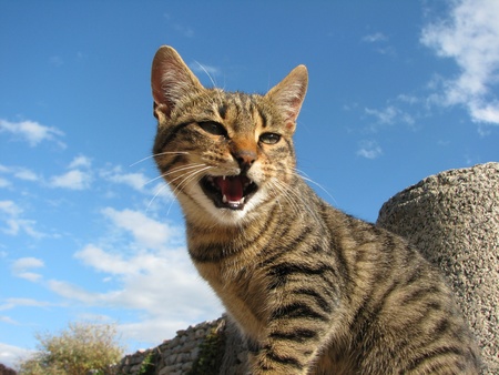 Spitting domestic cat (housecat) on a wall (Felis silvestris catus)