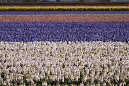 Flower field with garden hyacinths, Hyacinthus orientalis near Lisse, South Holland, Netherlandsの写真素材