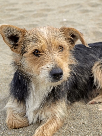 Young dog on the beach, San Priamo, Sardiniaの写真素材