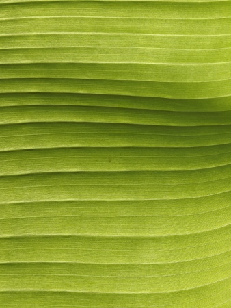 Ensete ventricosum, False Banana, Ethiopian Banana, Abyssinian Bananaの写真素材