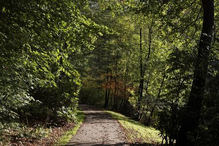 Bad Iburg, beech forest int the spa park in autumn, Lower Saxony, Germany, Europe