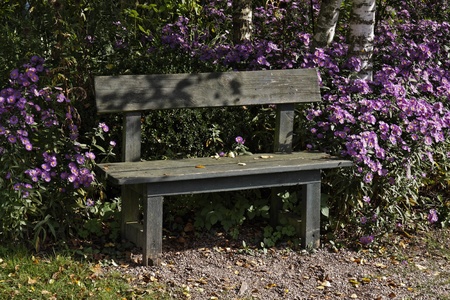 Wooden bench with Michaelmas daisy in autumn, Germany