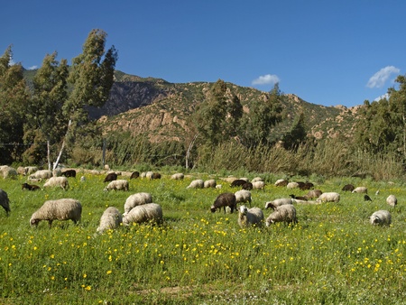 Flock of sheep near San Priamo in the Southeast of Sardinia, Italy, Europeの写真素材