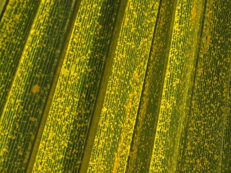 Leaf of a palm treeの写真素材