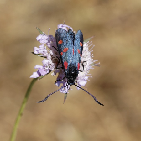 Zygaena filipendulae, Six-spot Burnet in France, Europeの写真素材